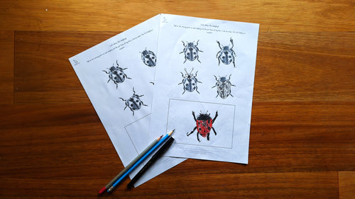 Drawing Challenge: Small Creatures