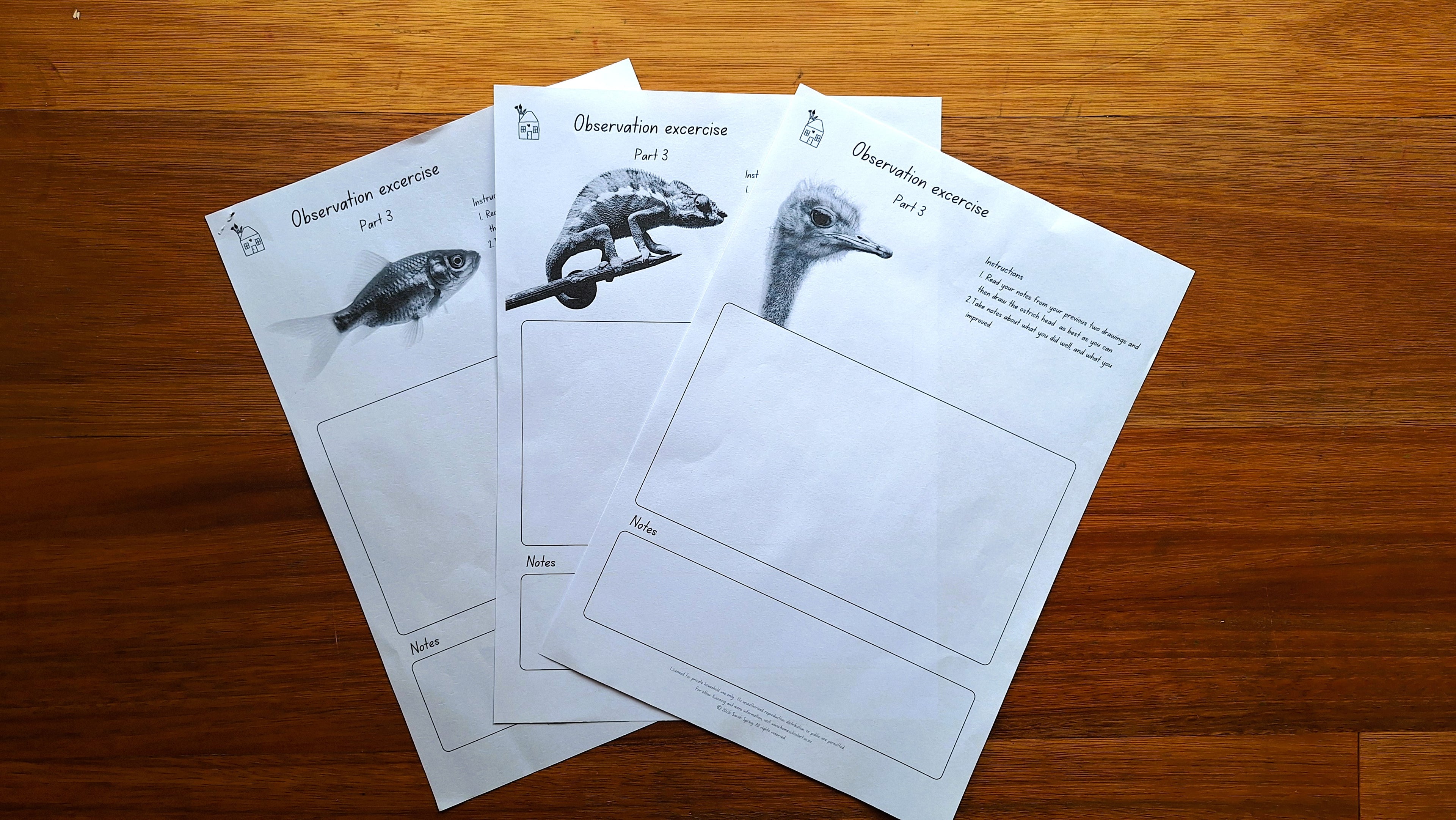 Observation Exercise (Bundle)