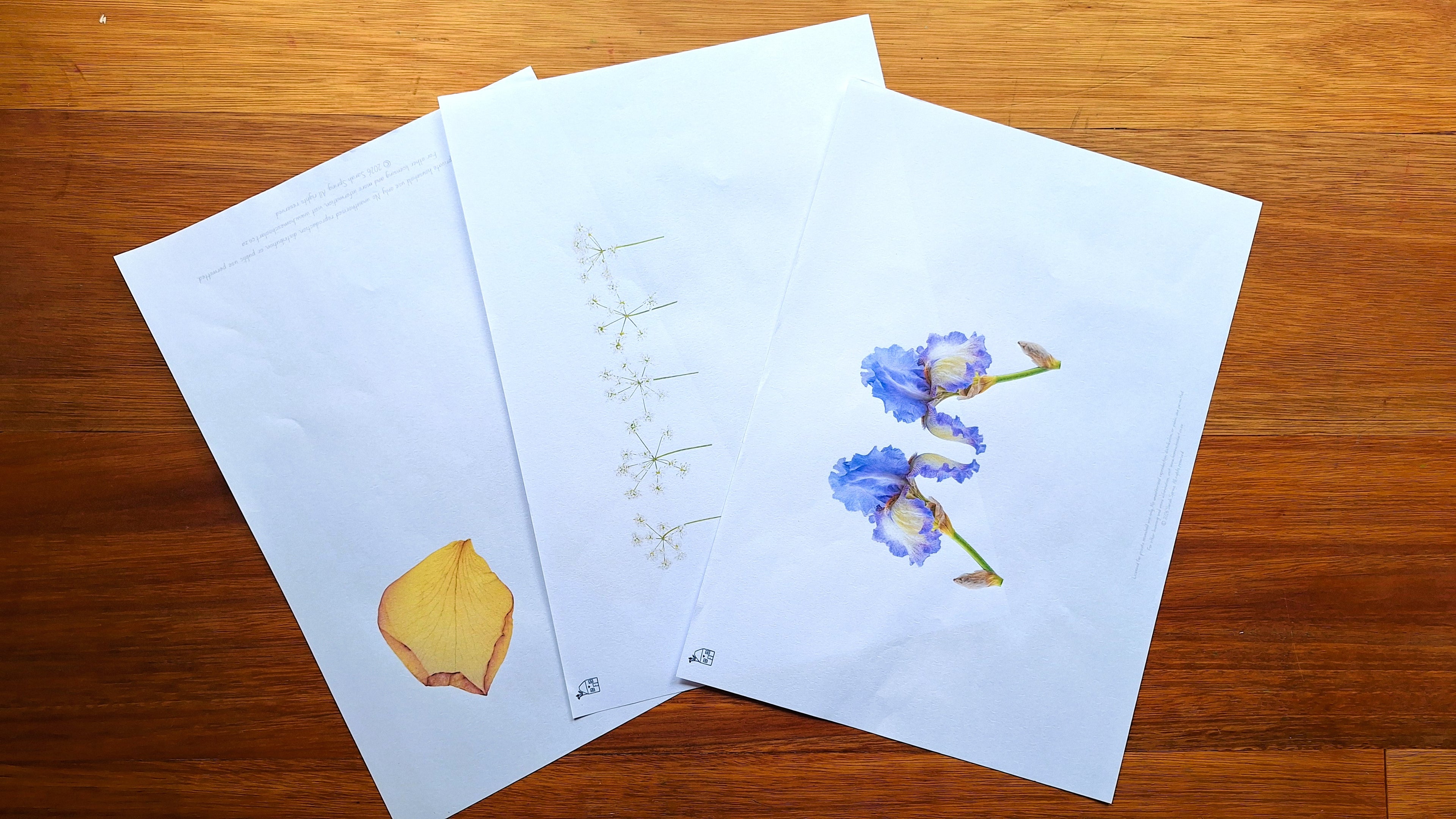 Finish the Drawing: Flowers