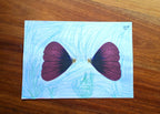 Finish the Drawing: Flowers