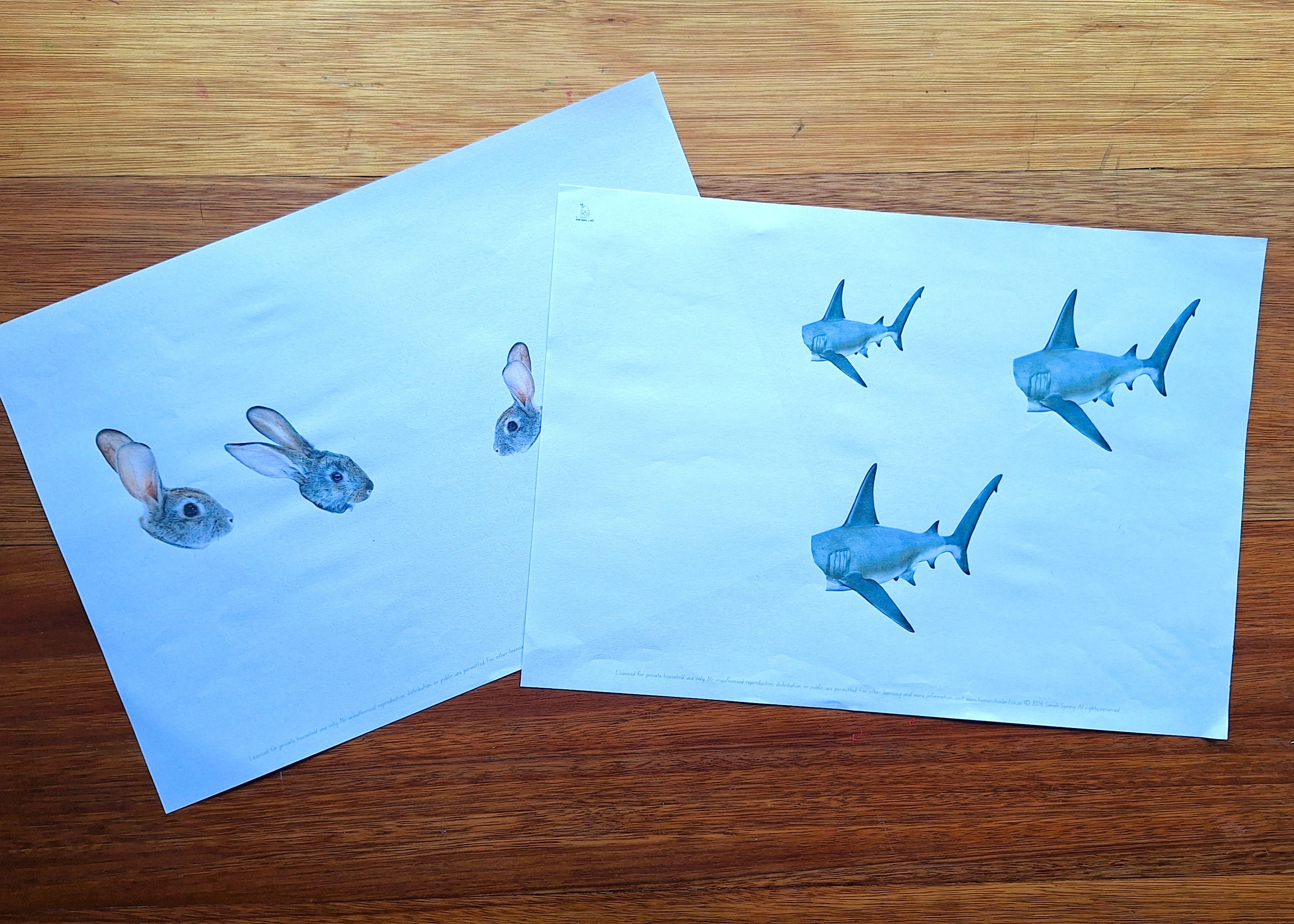 Finish the Drawing: Animal Heads and Bodies