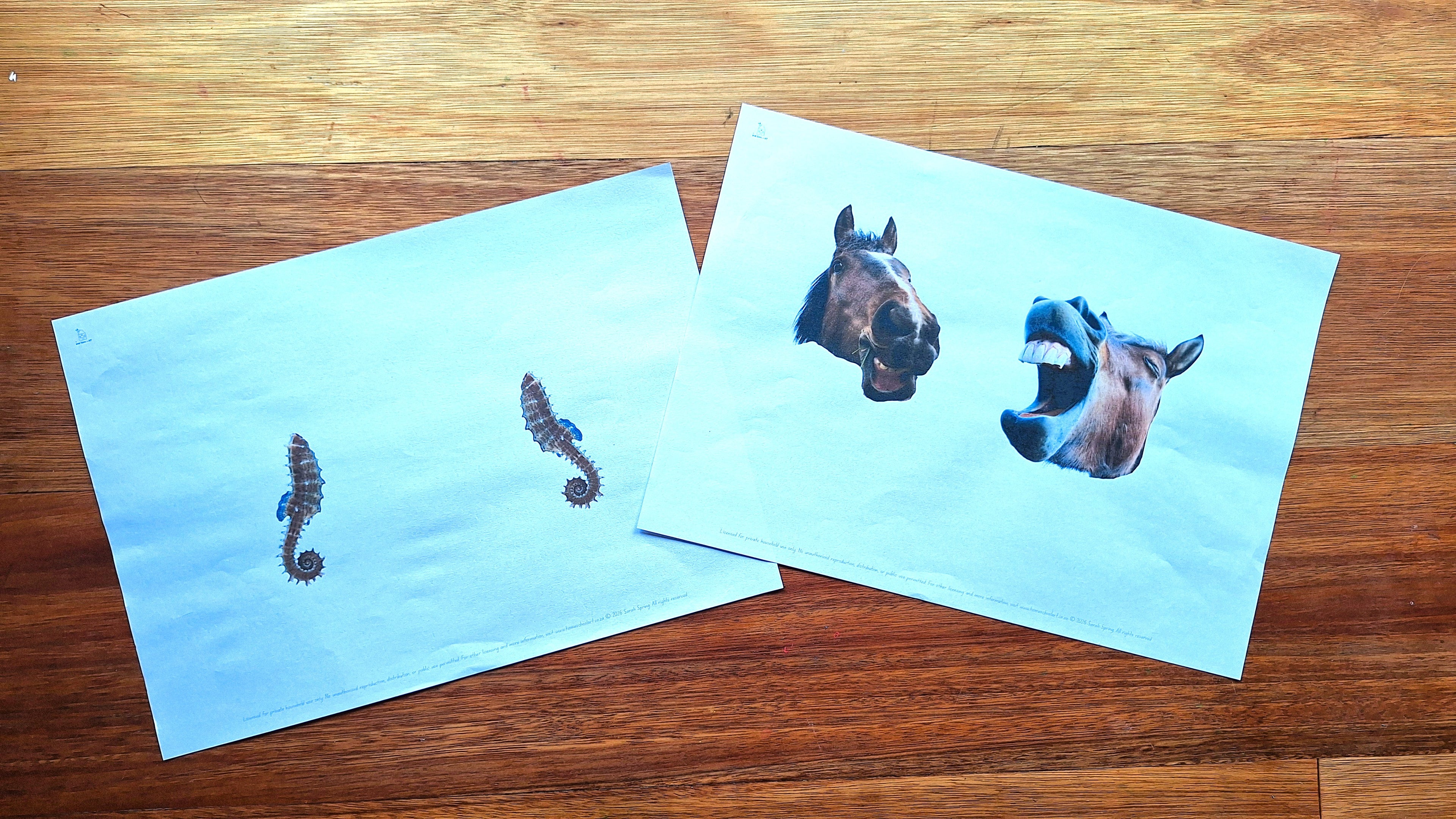 Finish the Drawing: Animal Heads and Bodies